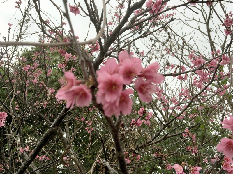 春香る〜小雨﻿降る