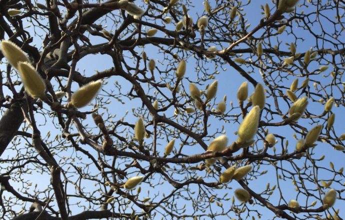 大地が温まって冬ごもりから目覚める虫が穴をひらいて顔を出す頃